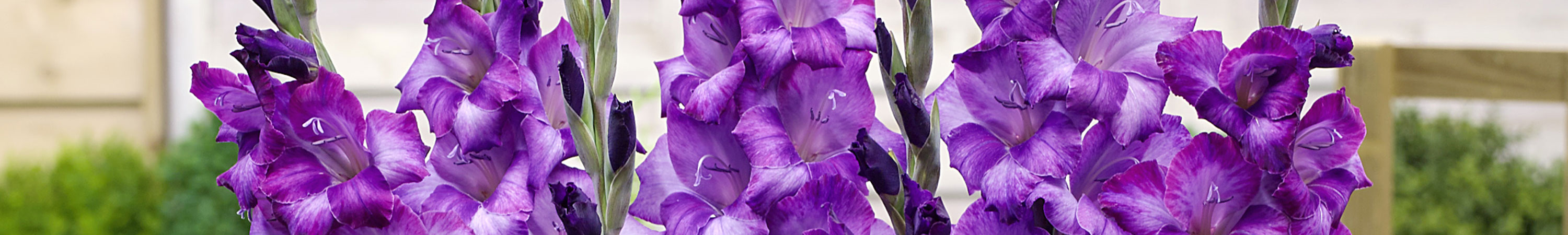 Gladiolus / Gladiola