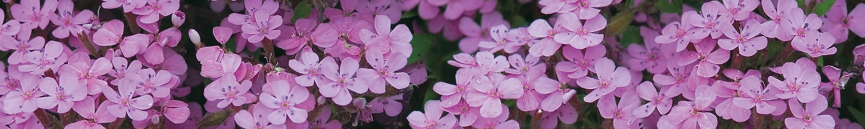 Groundcover Plants