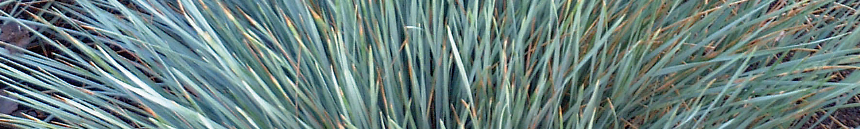 Helictotrichon / Blue Oat Grass