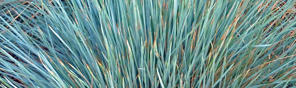 Helictotrichon / Blue Oat Grass
