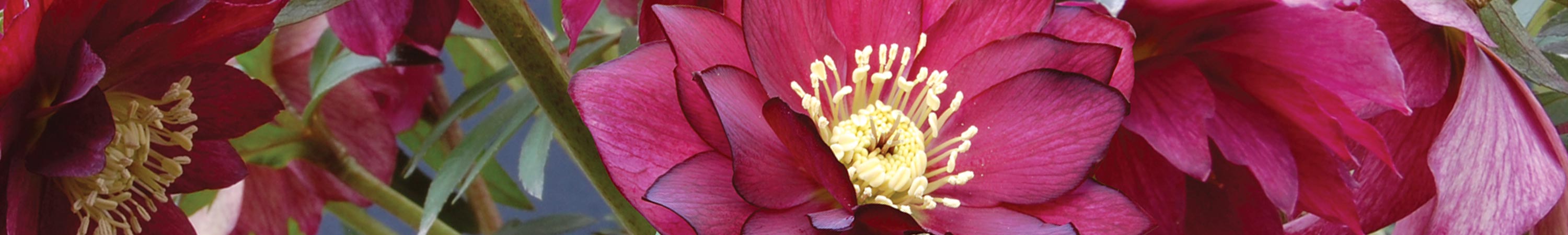 Helleborus / Lenten Rose