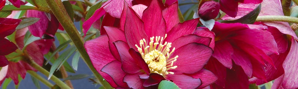 Helleborus / Lenten Rose