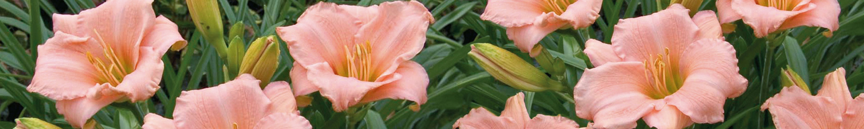 Hemerocallis / Daylily