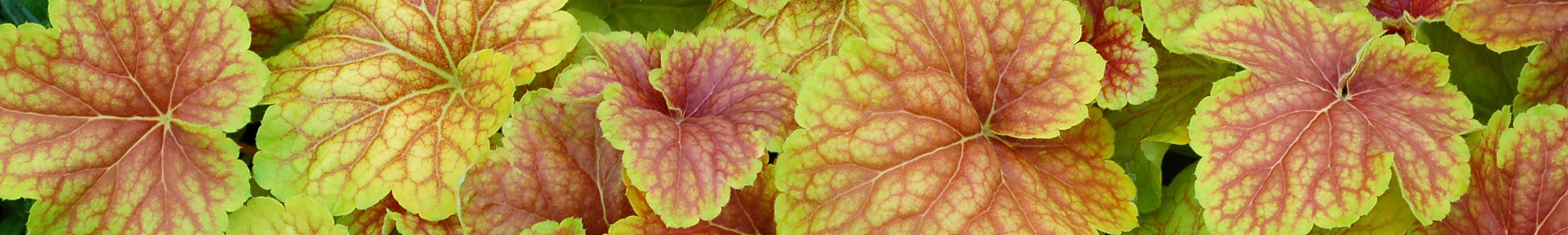 Heuchera / Coral Bell