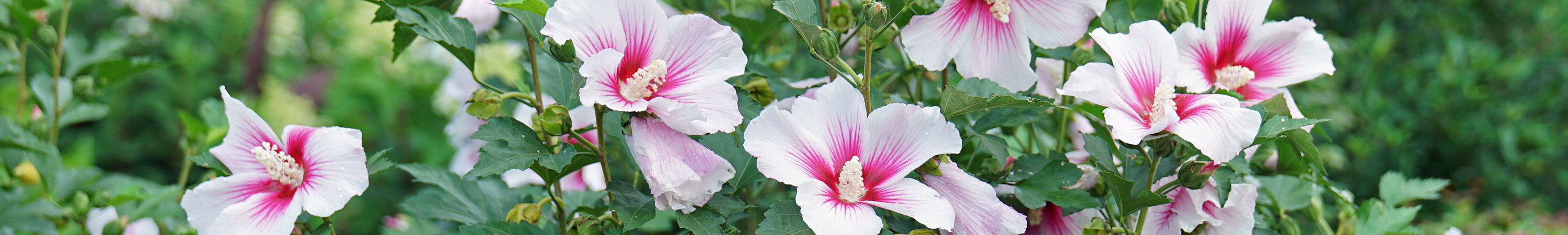 Hibiscus / Rose of Sharon