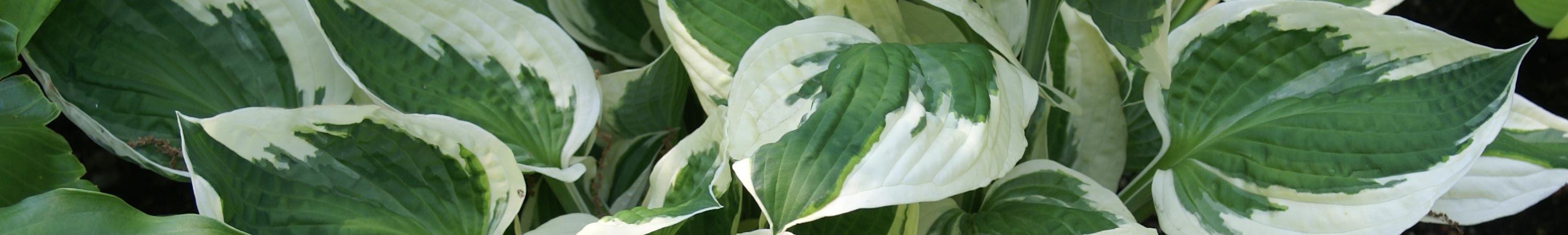 Hosta / Funkia