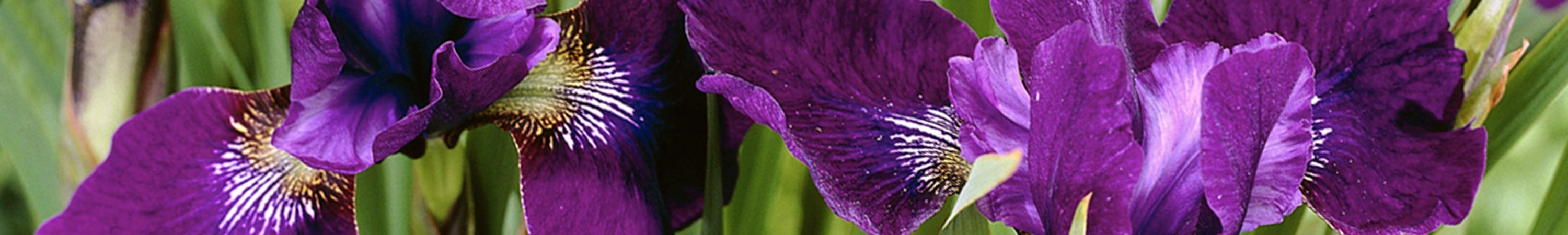 Iris