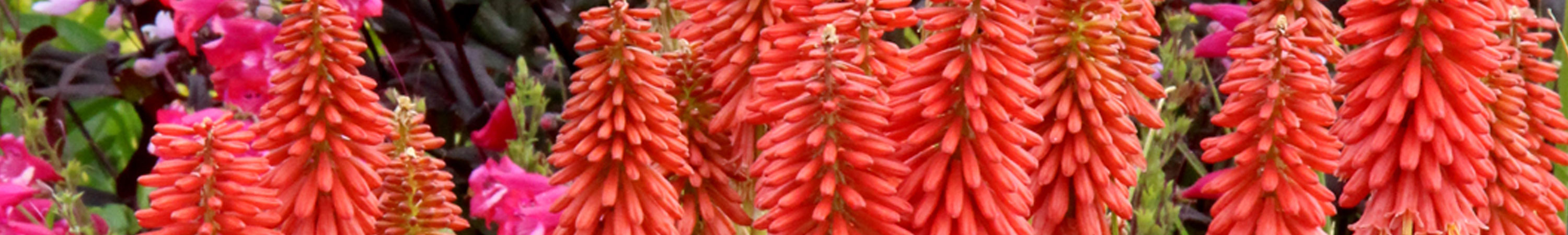 Kniphofia / Red Hot Poker