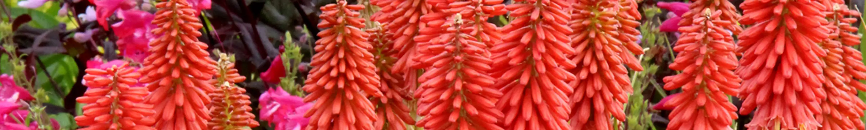 Kniphofia / Red Hot Poker