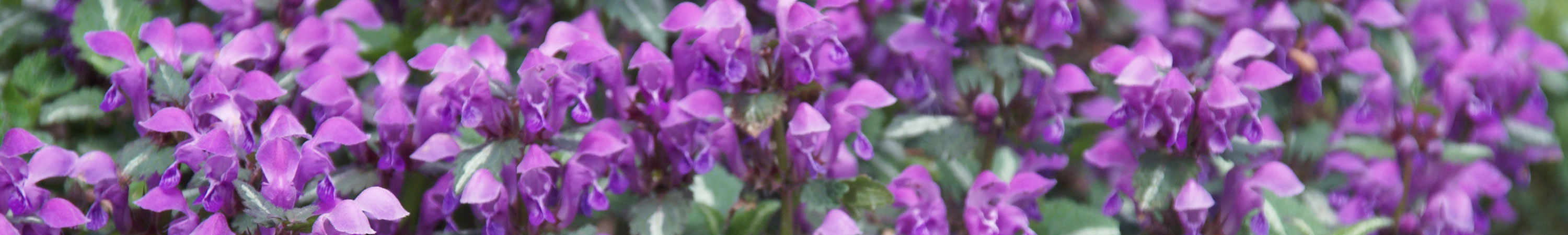 Lamium / Spotted Dead Nettle