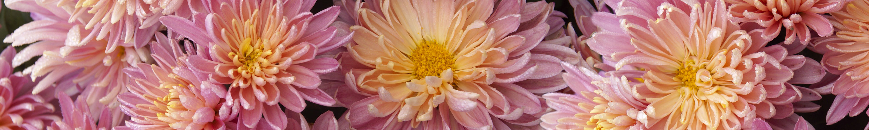 Large Flowered Mum Plants