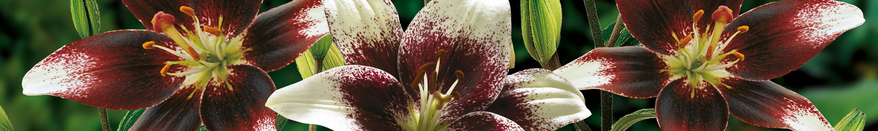 Lily