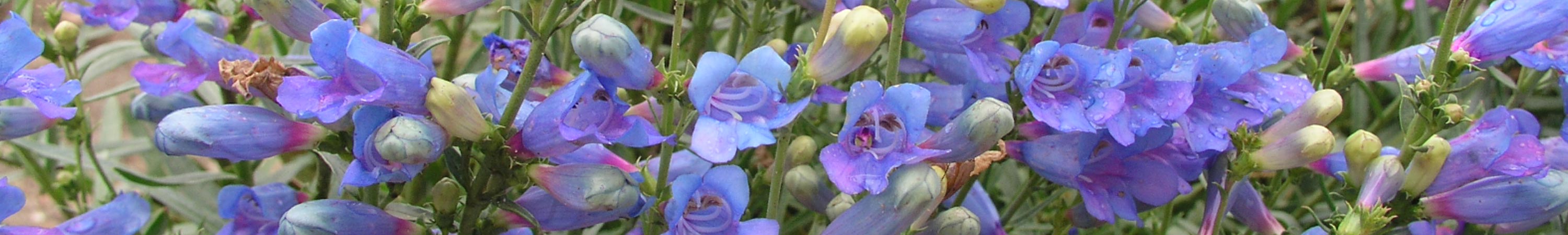 Plants with Long-Blooming Flowers