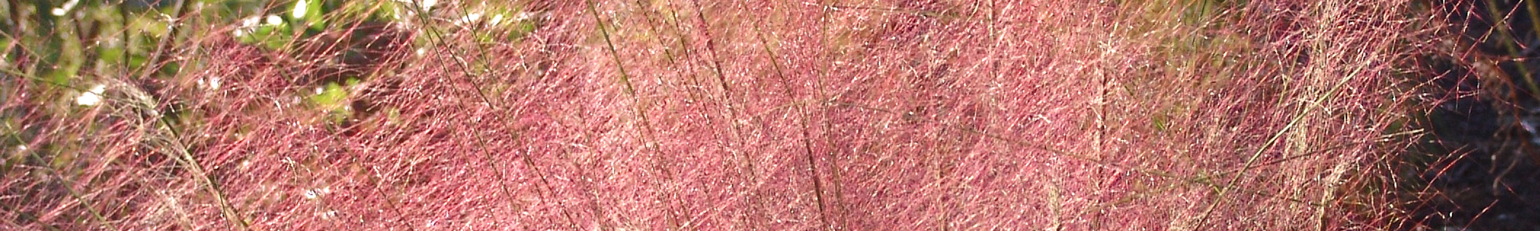 Muhlenbergia / Muhlygrass