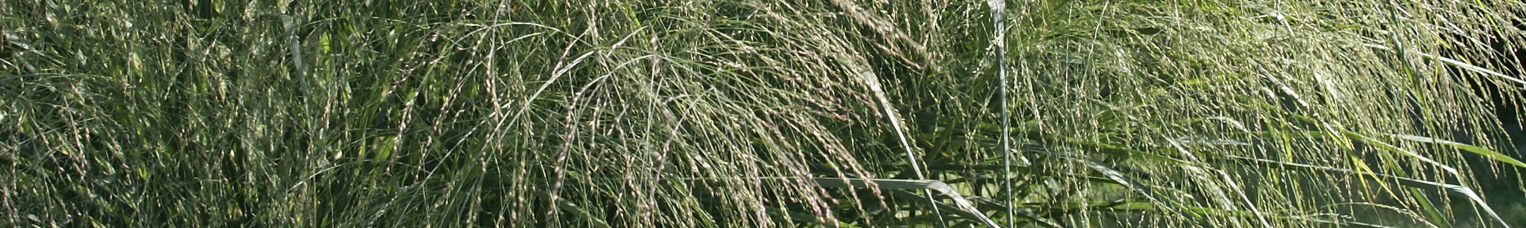 Panicum / Switch Grass