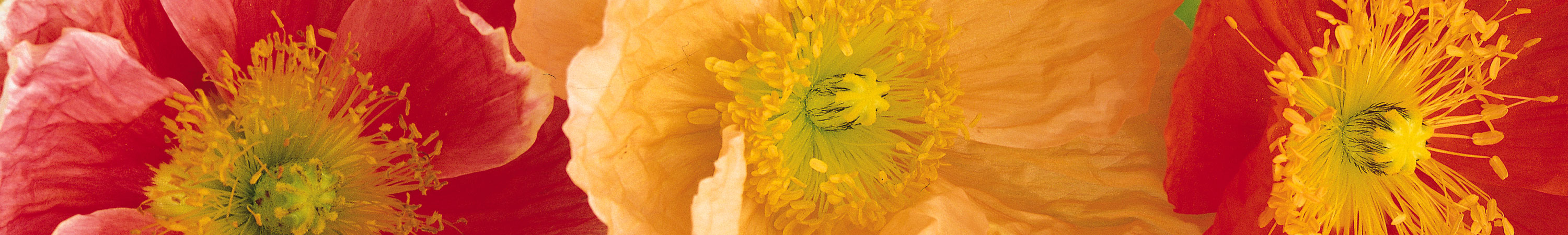 Papaver / Poppy