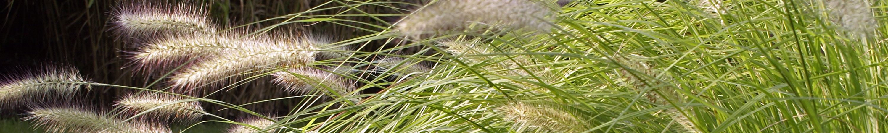 Pennisetum / Fountain Grass