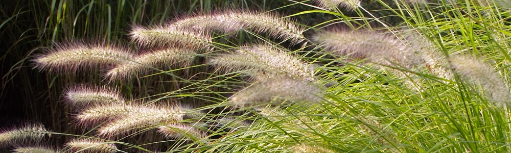 Pennisetum / Fountain Grass