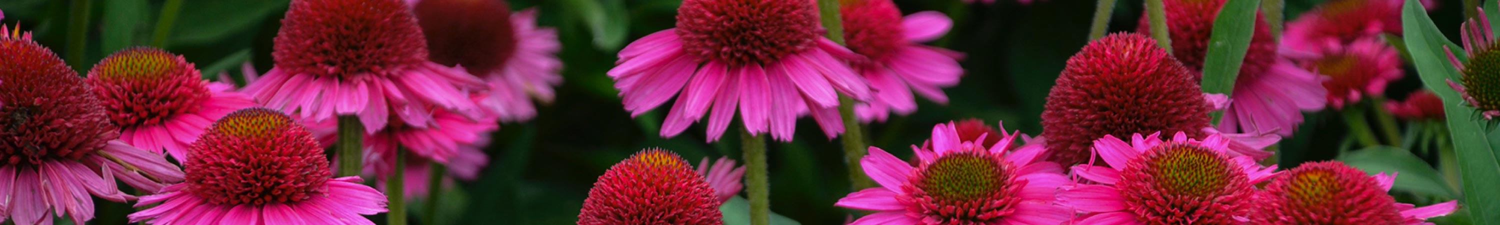 Perennial Plants for Your Garden