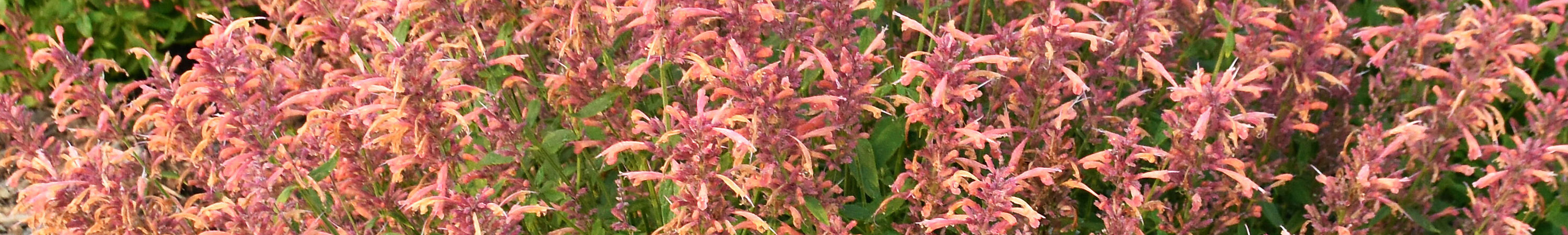 New Varieties for 2025