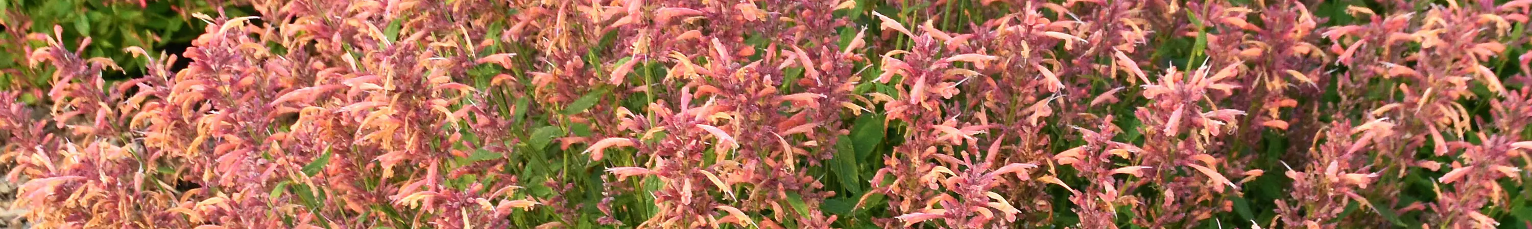 New Varieties for 2025