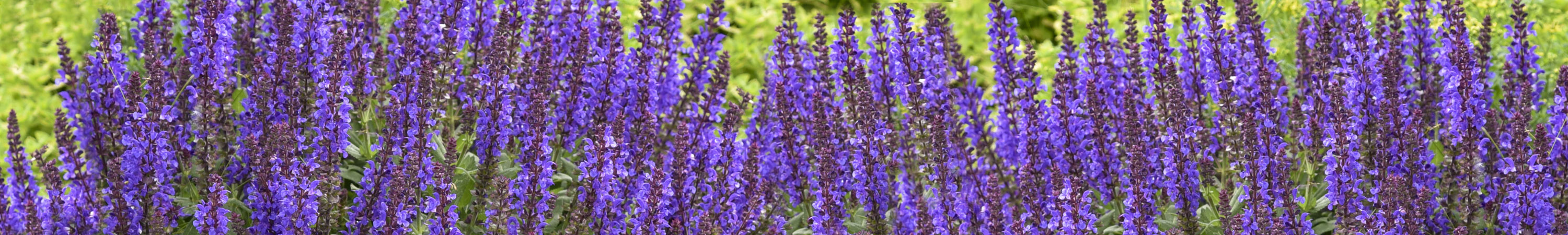 Shrubs for Shade