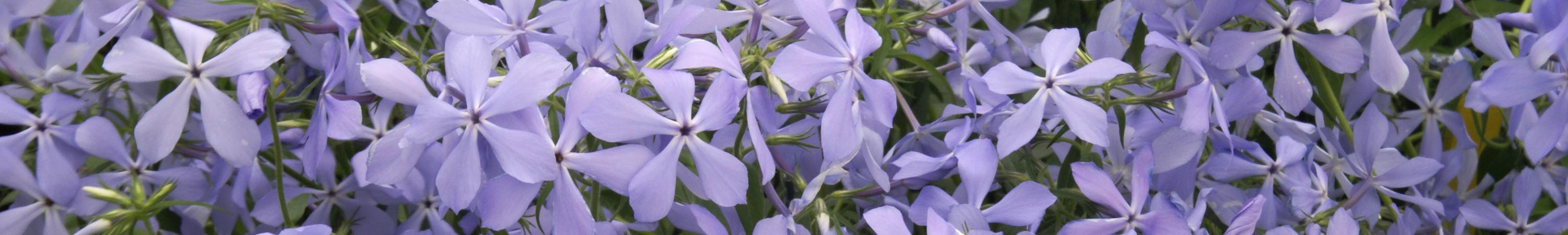 Phlox