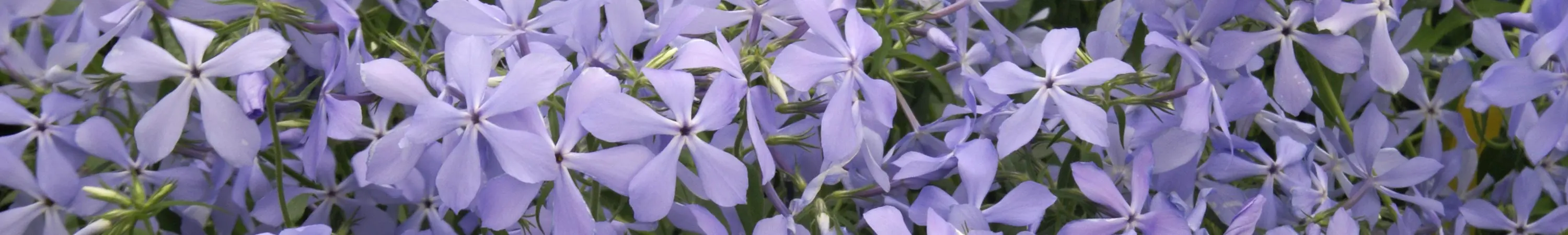 Phlox
