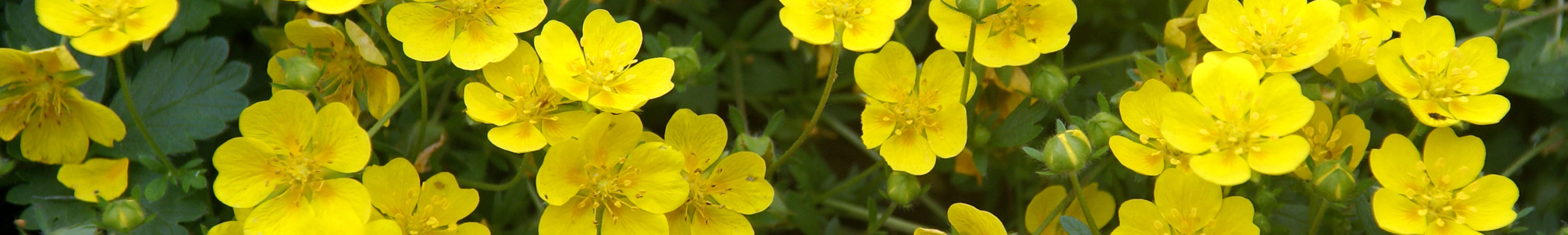 Potentilla / Bush Cinquefoil