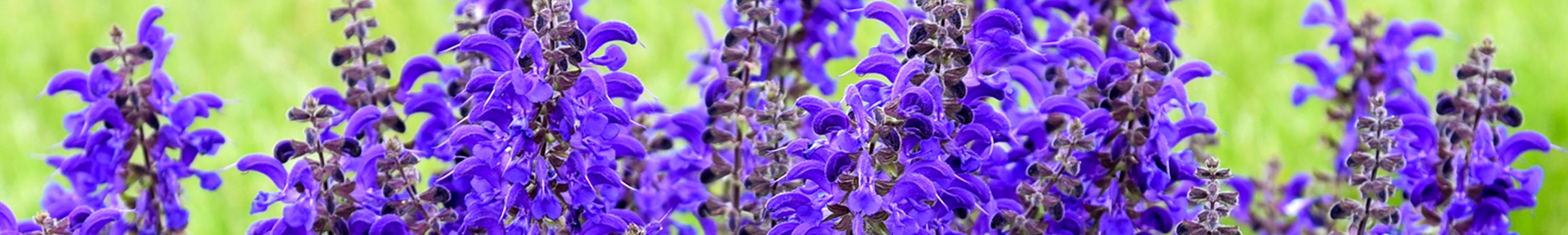 Salvia / Meadow Sage