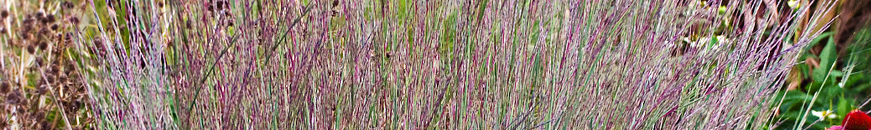 Schizachyrium / Bluestem