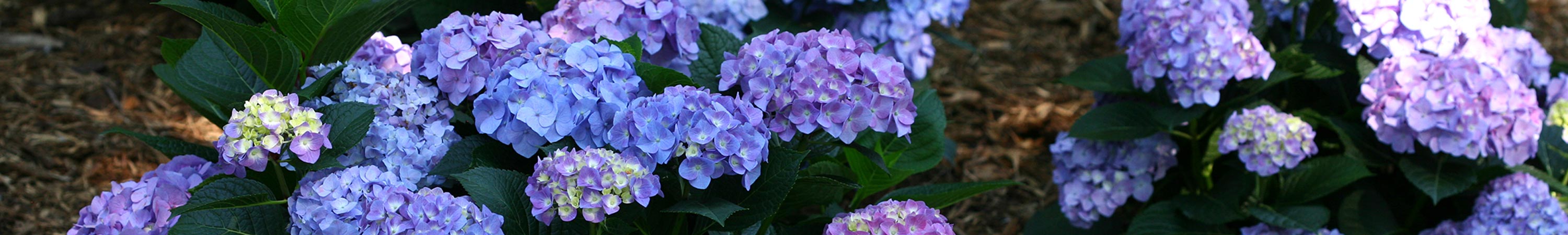 Flowering Shrubs