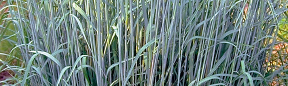 Sorghastrum / Indian Grass
