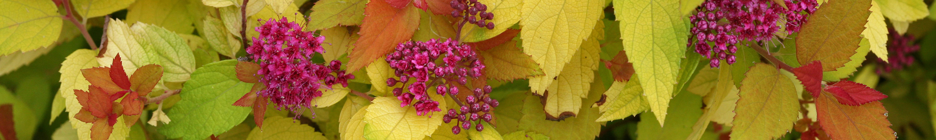 Spiraea / Spirea