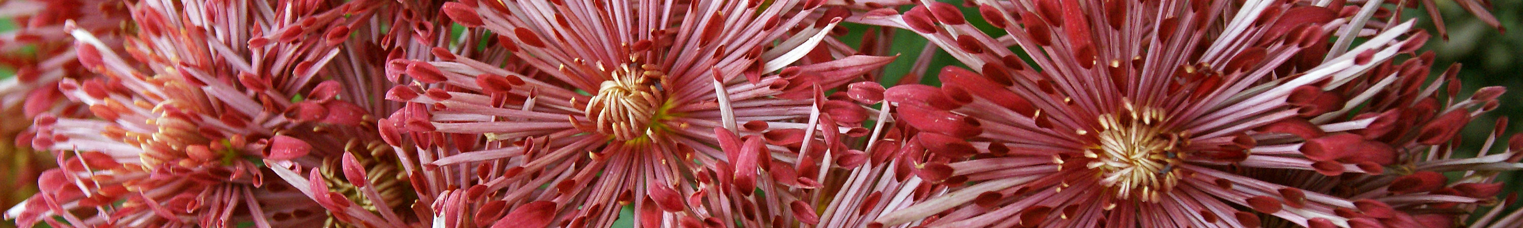 Spoon & Quill Mum Plants