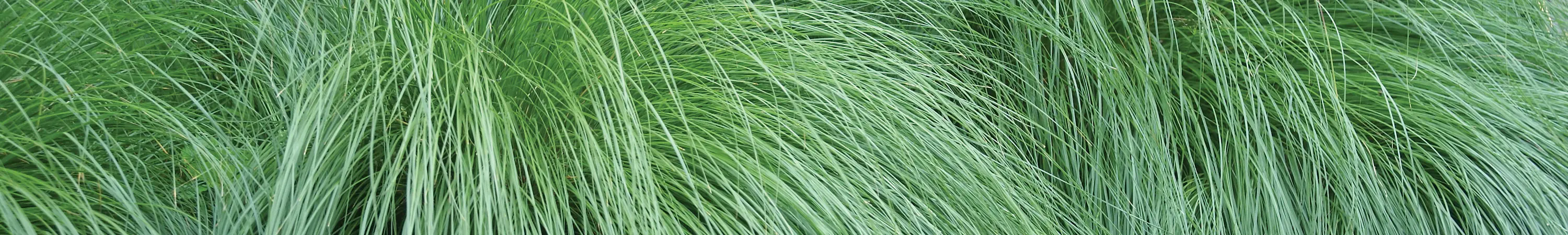 Sporobolus / Prairie Drop Seed