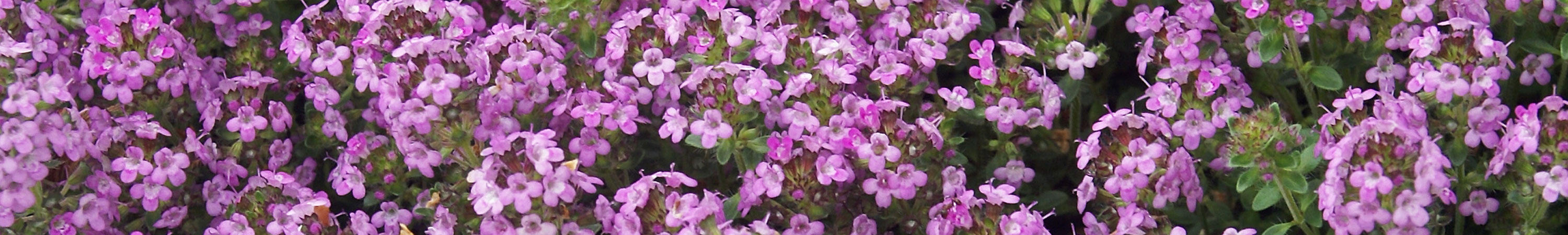 Thymus / Thyme Plants