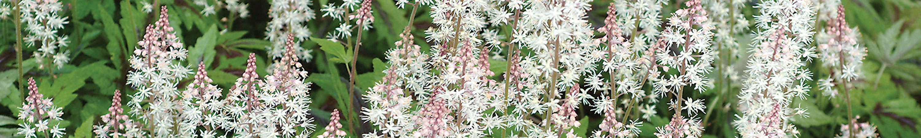 Tiarella / Foamflower Plants