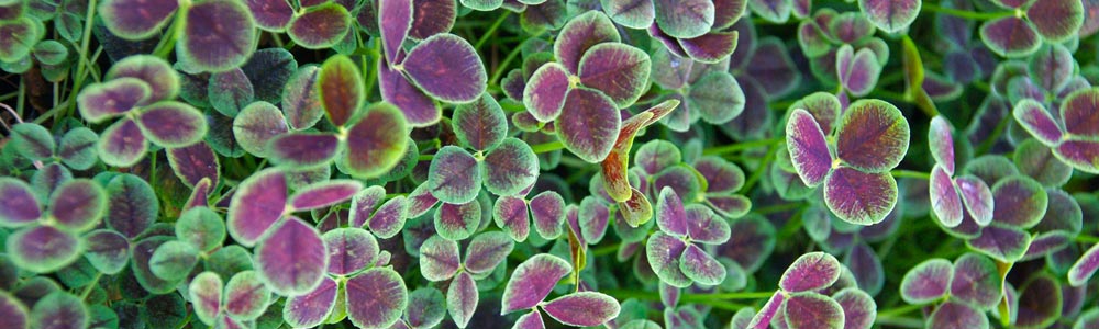 Trifolium / Ornamental Clover