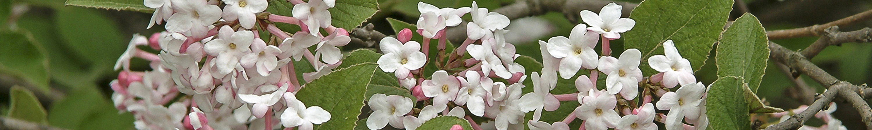 Viburnum Shrubs