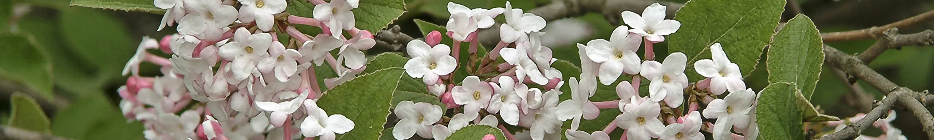Viburnum Shrubs