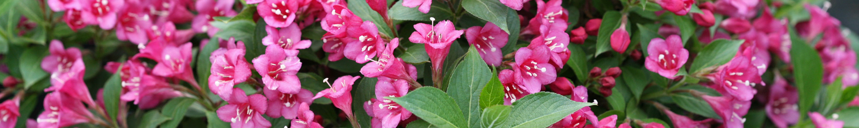 Weigela