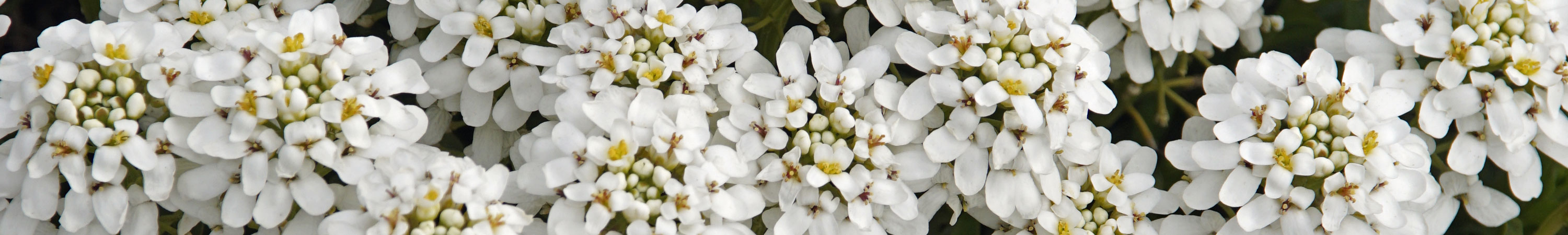 White Flowers
