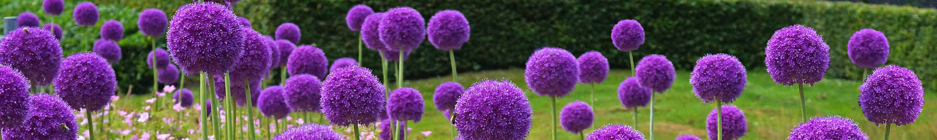 Alliums