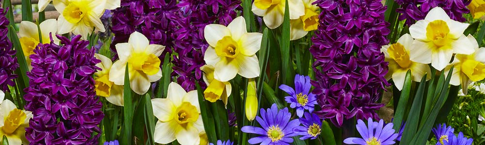 Bulbs & Accent Annuals 