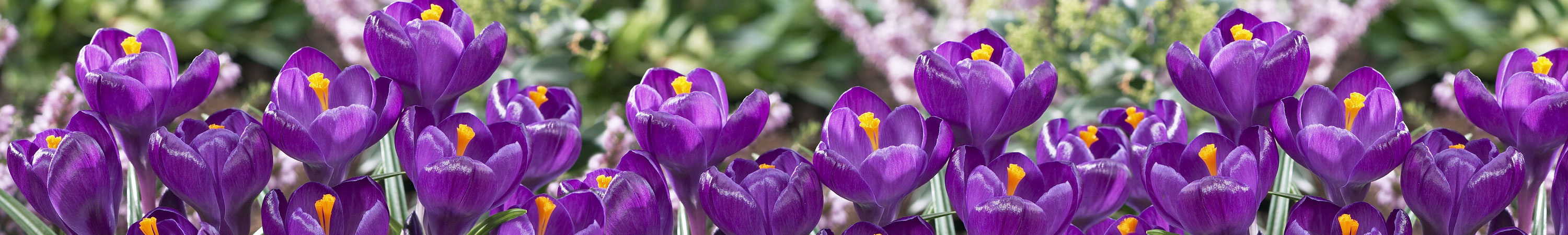 Crocus Bulbs