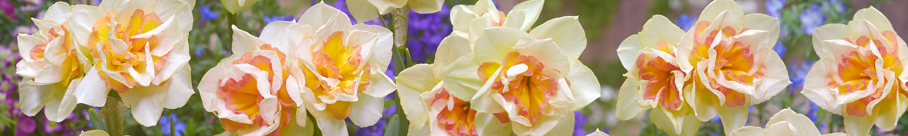 Daffodil - Narcissus