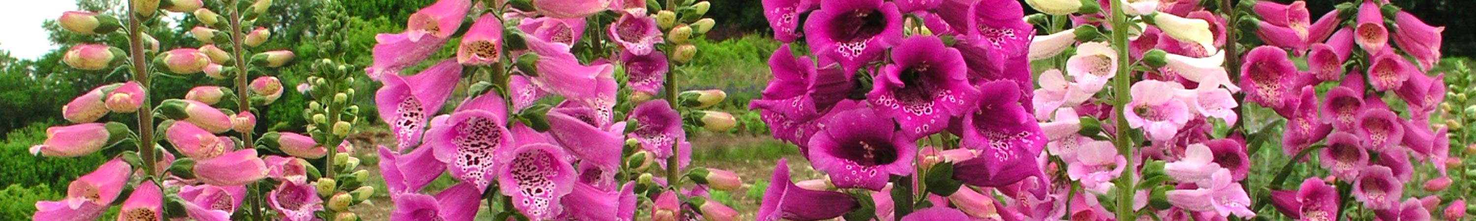 Digitalis / Foxglove