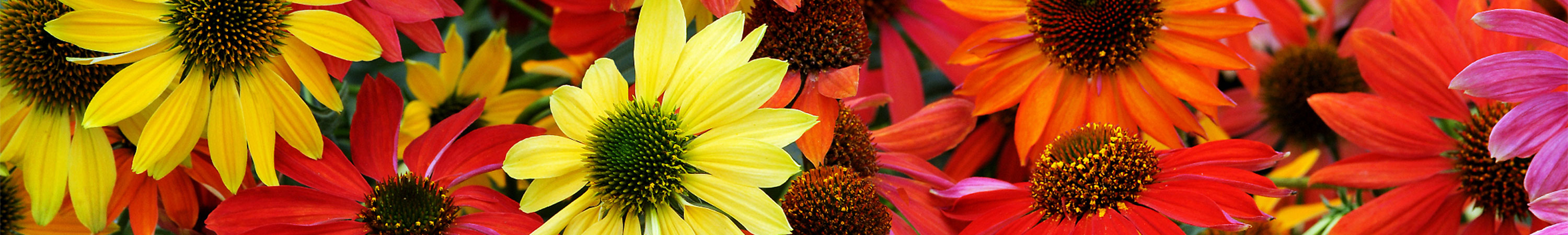 Echinacea / Coneflower