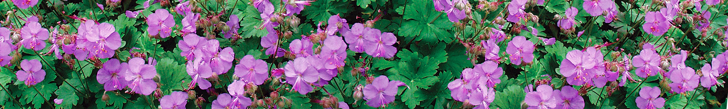 Geranium / Cranesbill